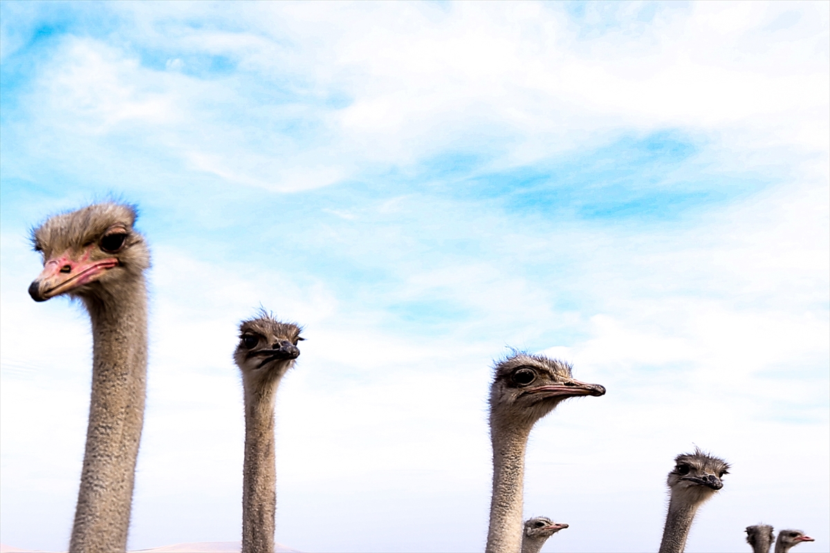 Kars'ta deve kuşu yetiştiriciliği hayalini gerçekleştiren girişimci çiftlik kuruyor