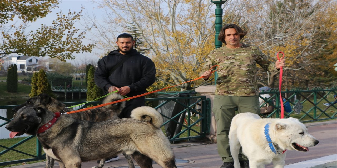 Akademisyen Serkan Berber, Eskişehir’de kurduğu çiftlikte Anadolu çoban köpeklerini dünyaya tanıtıyor