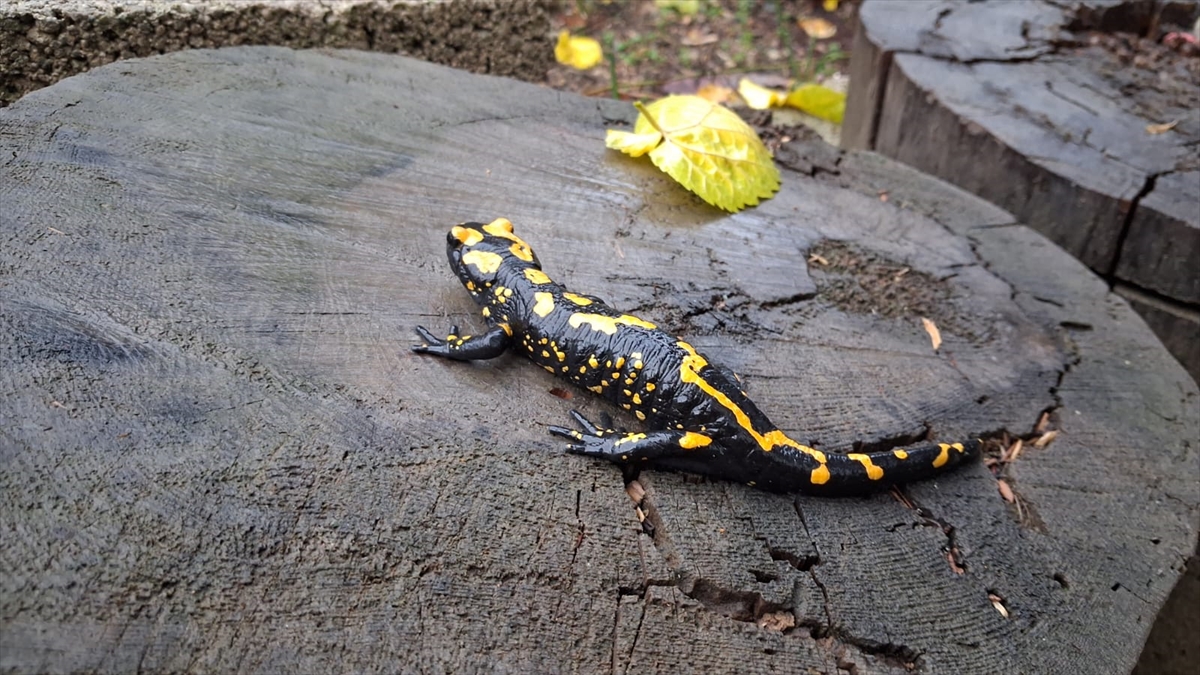 Adana'da nesli tehlike altındaki sarı benekli semender görüldü