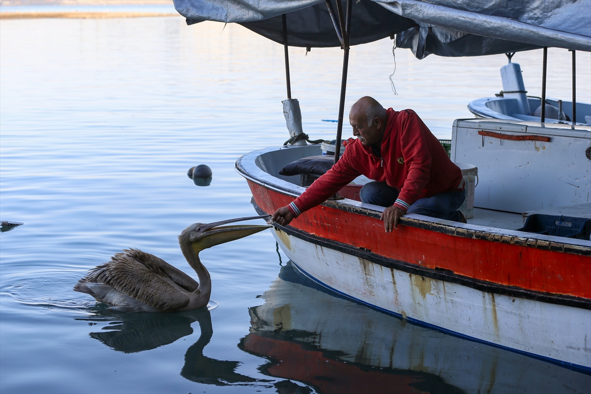 Pelikan "Suzi" balıkçı barınağının müdavimi oldu