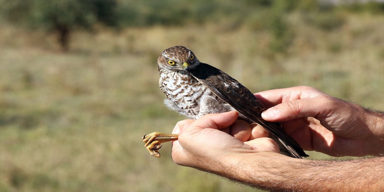 Iğdır’da 2025 kuş araştırma sezonu tamamlandı: 11 bin 298 kuş halkalandı