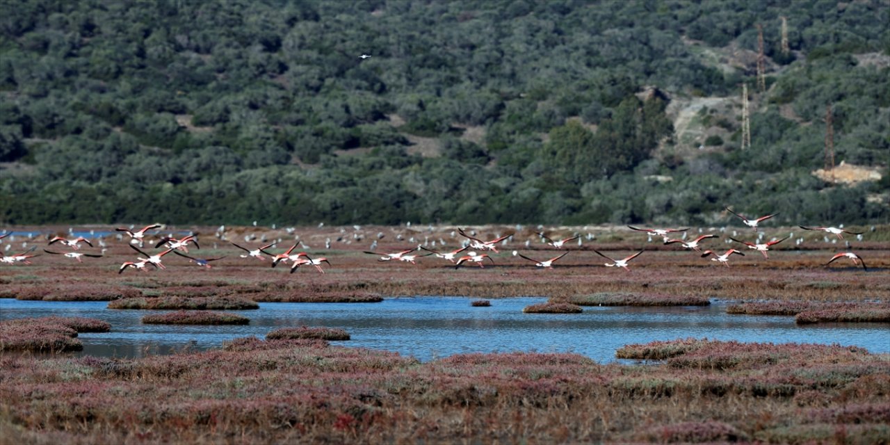 Muğla Milas'taki Tuzla Sulak Alanı, Göçmen Kuşların Renkli Ziyaretleriyle Canlandı