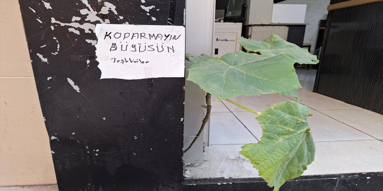 Zonguldak’ta Esnaf, Beton Duvar Arasından Çıkan Fidanı Koruma Altına Aldı