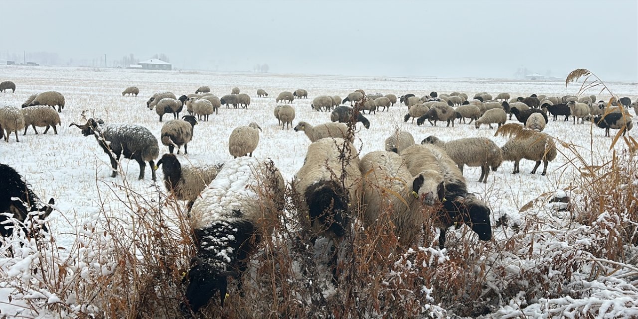 Van Çaldıran ve Muradiye’de Kar Hayatı Etkiledi: Çobanlar ve Sürücüler Zor Anlar Yaşadı