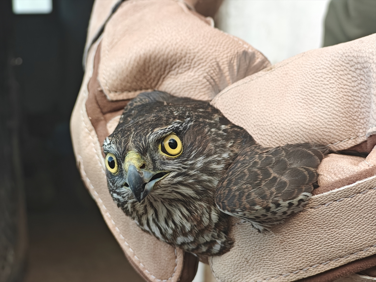 Muş'ta yaralı bulunan atmaca koruma altına alındı