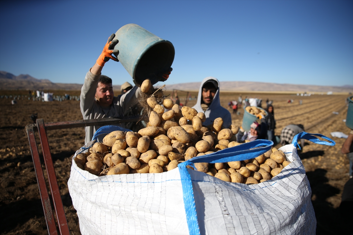 Doğu'nun "patates havzası" Bitlis'te hummalı hasat mesaisi