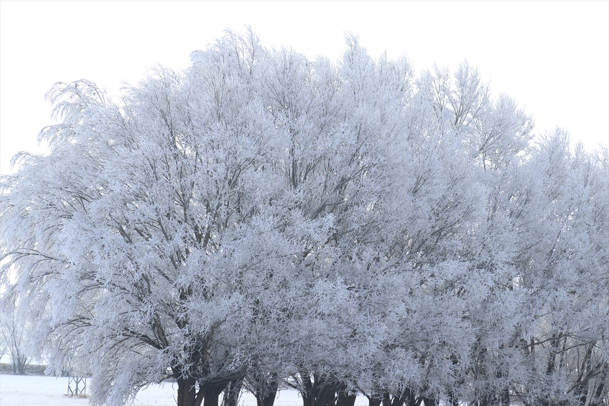 Kars, Ardahan ve Ağrı'da soğuk hava ile sis etkili oldu