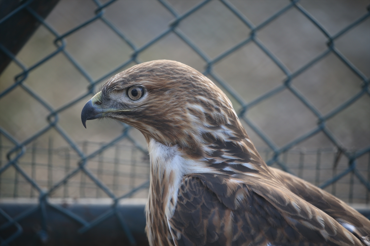 Kars'taki merkezde 10 yılda 4 bin 500 yaban hayvanı tedavi edildi