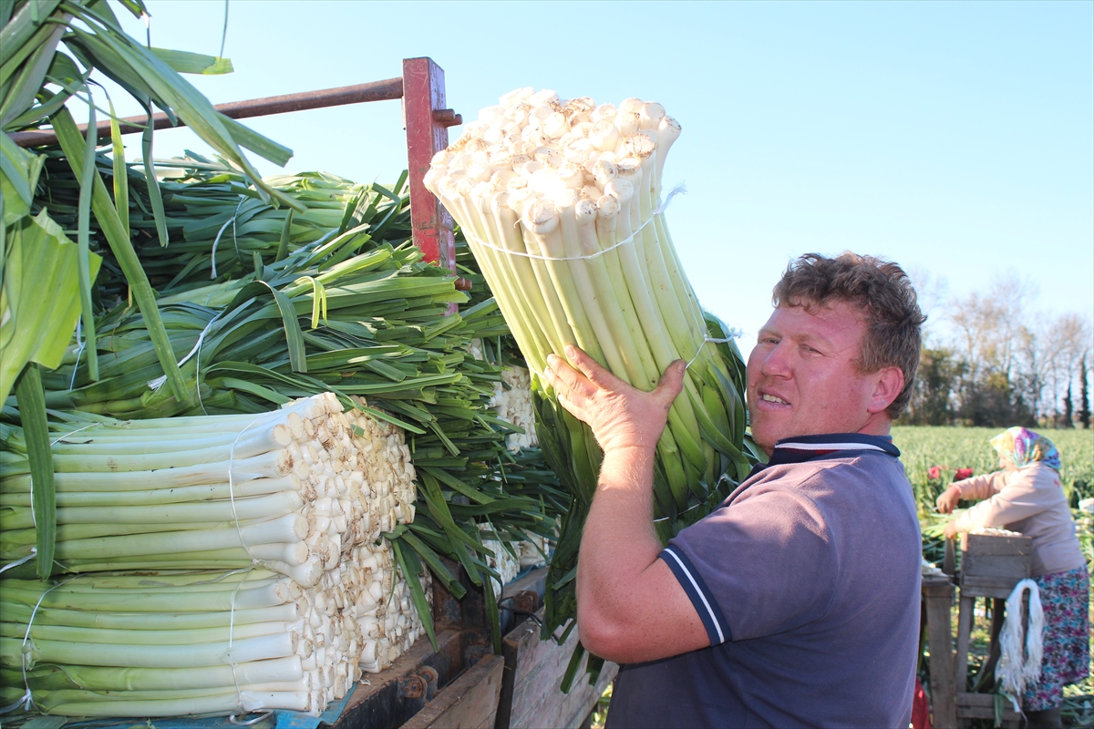 Bafra Ovası'nda pırasa hasadına başlandı