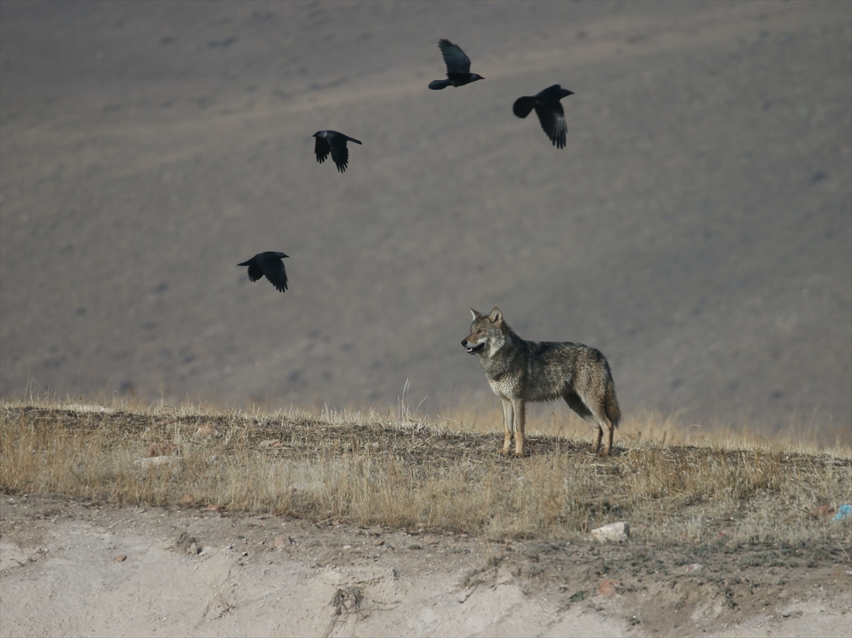 Kars'ta yiyecek arayan kurt yerleşim yerine indi