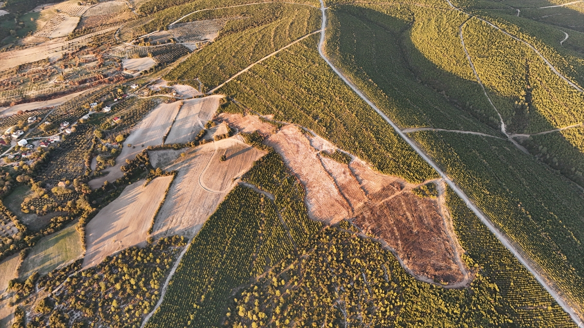 Osmaniye'de yangından etkilenen 45 hektarlık alan 7 bin 500 fidanla yeşertilecek
