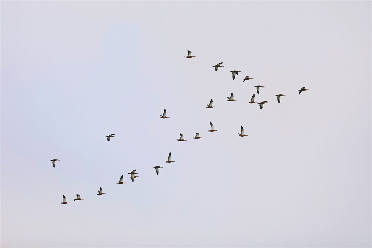 Elazığ'daki Cip Baraj Gölü farklı türde binlerce göçmen kuşu ağırlıyor