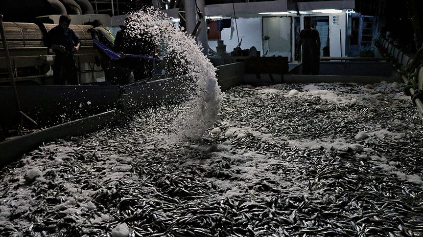 Kırklareli'nde yasal boy sınırı altında avlanan 3 ton istavrite el konuldu