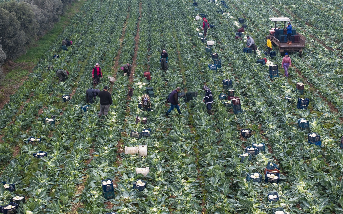 Kışlık sebze üssü İzmir, üretim gücünü yerli çeşitlerle artırdı