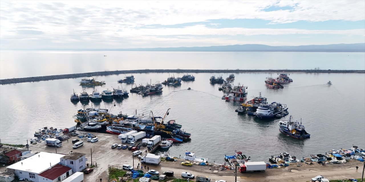 İğneada kıyısında hamsi bolluğu