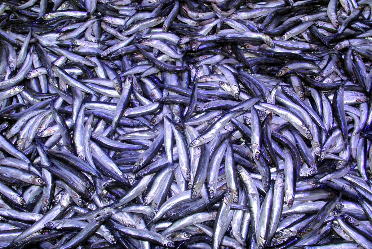 "Hamsi bol oldu ama para etmedi."