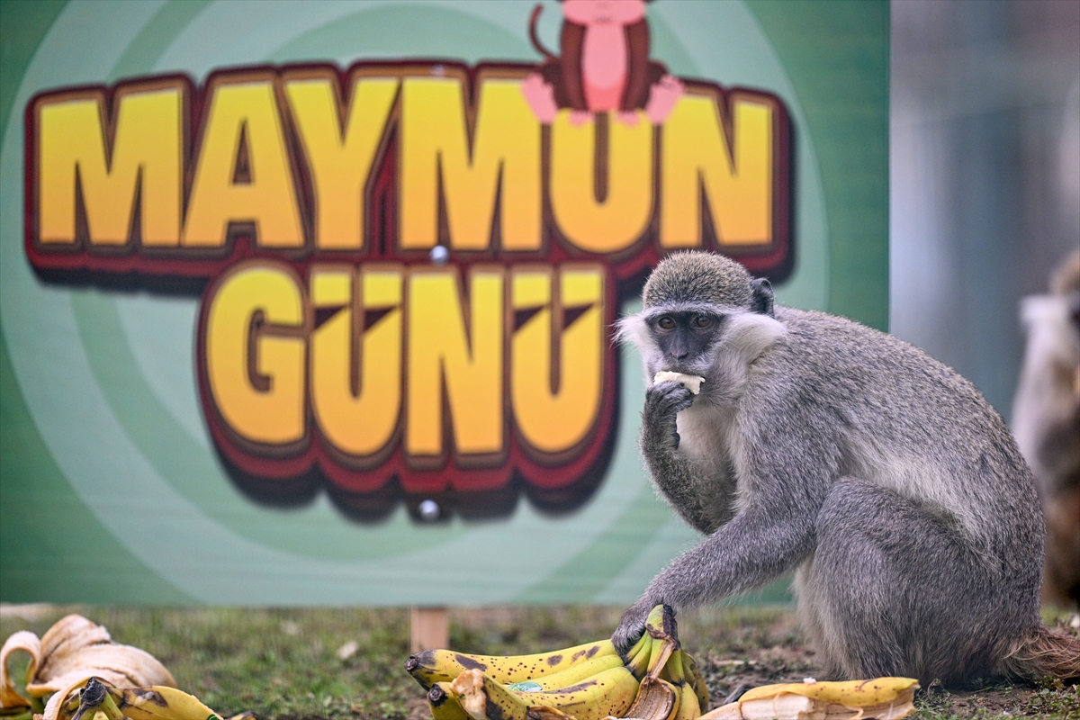 "14 Aralık Dünya Maymun Günü" Kayseri Hayvanat Bahçesi'nde muz partisiyle kutlandı