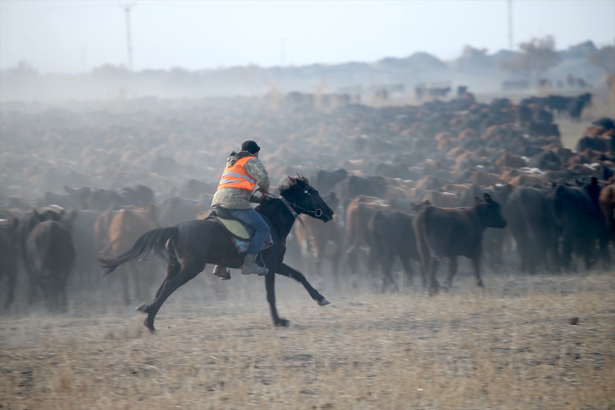 "Ağrı Dağı'nın kovboyları" eğittikleri yılkı atlarıyla sürüleri kontrol ediyor