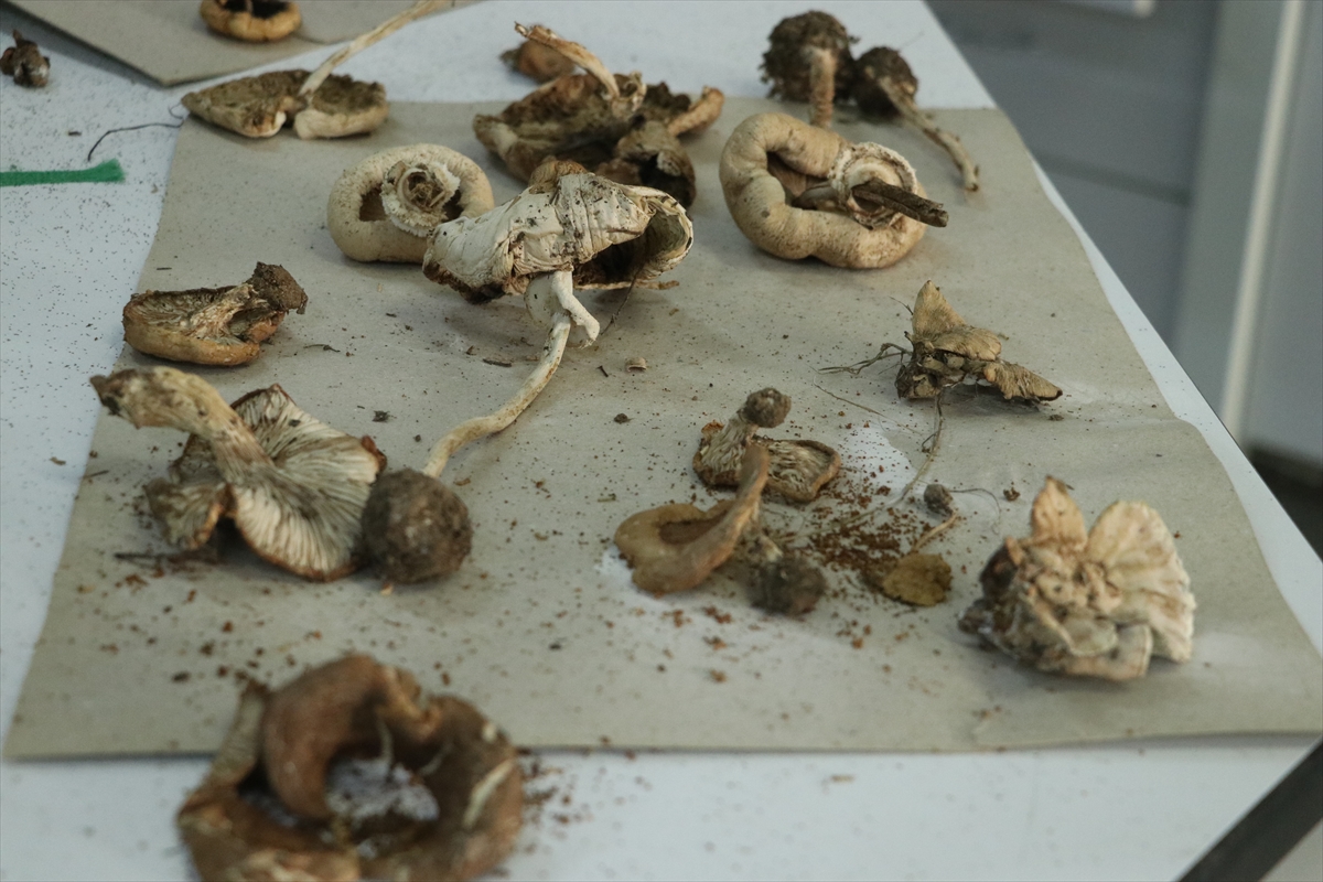 Ganos Dağı'na ait mantar çeşitlerinin envanteri çıkarılıyor