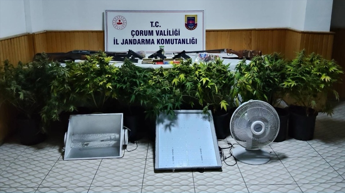 Çorum'da uyuşturucu bitki yetiştiren 4 kişi yakalandı