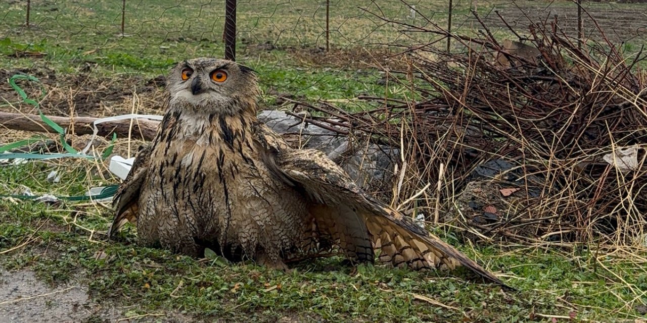 Şırnak’ta kanadı kırık baykuş tedavi altına alındı