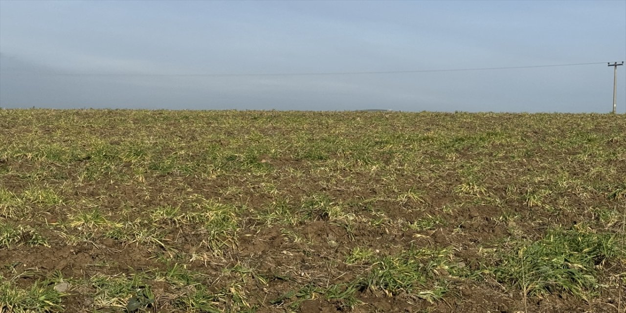 NKÜ’lü uzman uyardı: İklim değişikliği Zabrus böceklerini artırıyor