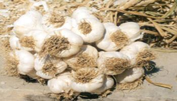 Bir diş sarımsağın faydaları