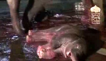 Filin doğumu ve ibretlik bir an Video