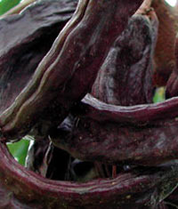 Grip hastalığına karşı birebir