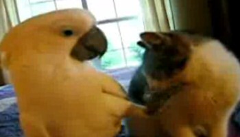 Papağanın kedi sevgisi