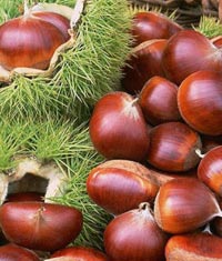 Damar dostu varis düşmanı