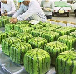 GDO Tohum Üretimi Yasaklandı