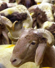 50 TL'ye kurbanlık!