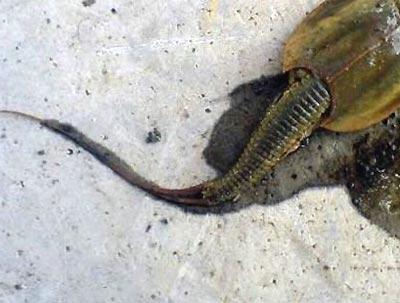 Gizemli yaratığın sırrı çözülemedi