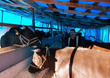 Vekaletle kurban kesim bedelleri açıklandı