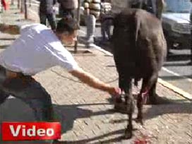 Boğa'nın Canlı Canlı Ayaklarını Kesti