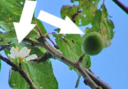 Ağaç çiçek Açtı Erik de Verdi