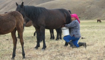 Midye, istiridye, ıstakoz yenir mi?