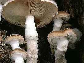 Mantardan zehirlenen kadın öldü