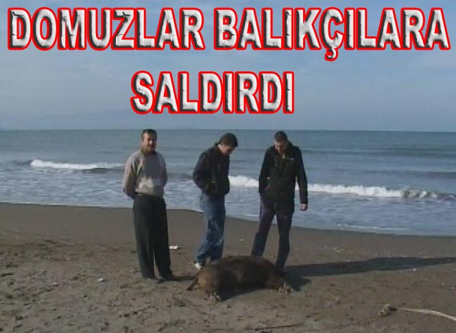 Karadeniz'de Domuzlar Balıkçılara Saldırdı