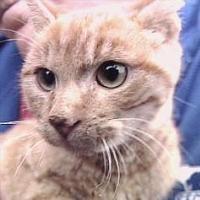 Patilerini tutkallayıp yola attılar