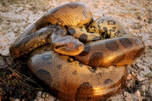 Anaconda Keçi'yi böyle yakaladı