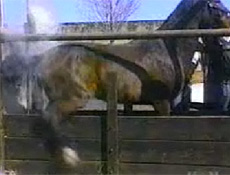 Atın intikamı büyük oldu