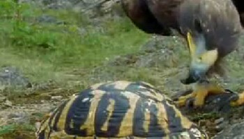 Kartalın müthiş kaplumbağa avı