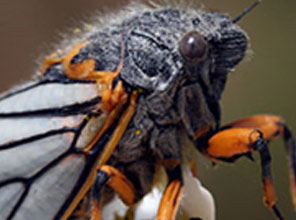 Hem Türkiyede Hem Dünyada Bir ilk