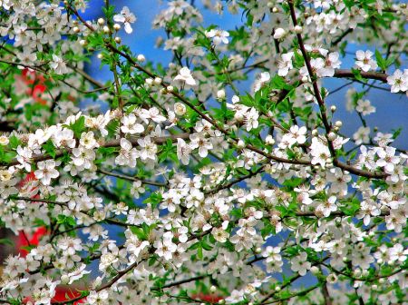 5 Günlük Hava Raporu-Haritalı