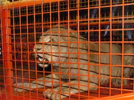 Sirk kaplanı bu kez bakıcıya saldırdı VİDEO