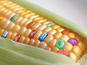 GDO ile ilgili vahim iddia