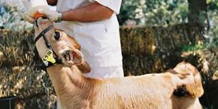 İlk klon boğa buzağısı doğdu