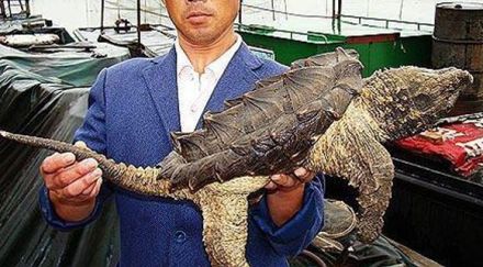 Gölde tanımlanamayan yaratık-foto